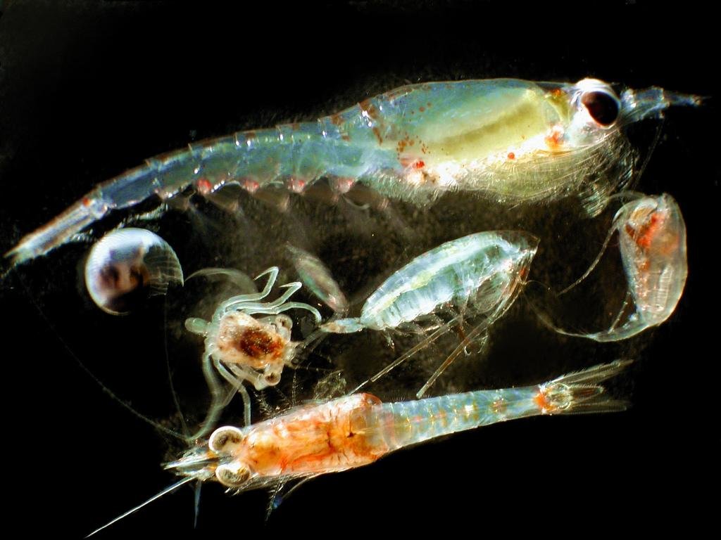 Разновидности зоопланктона