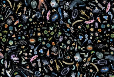 Планктон - это что? Понятие планктона, виды и описание
