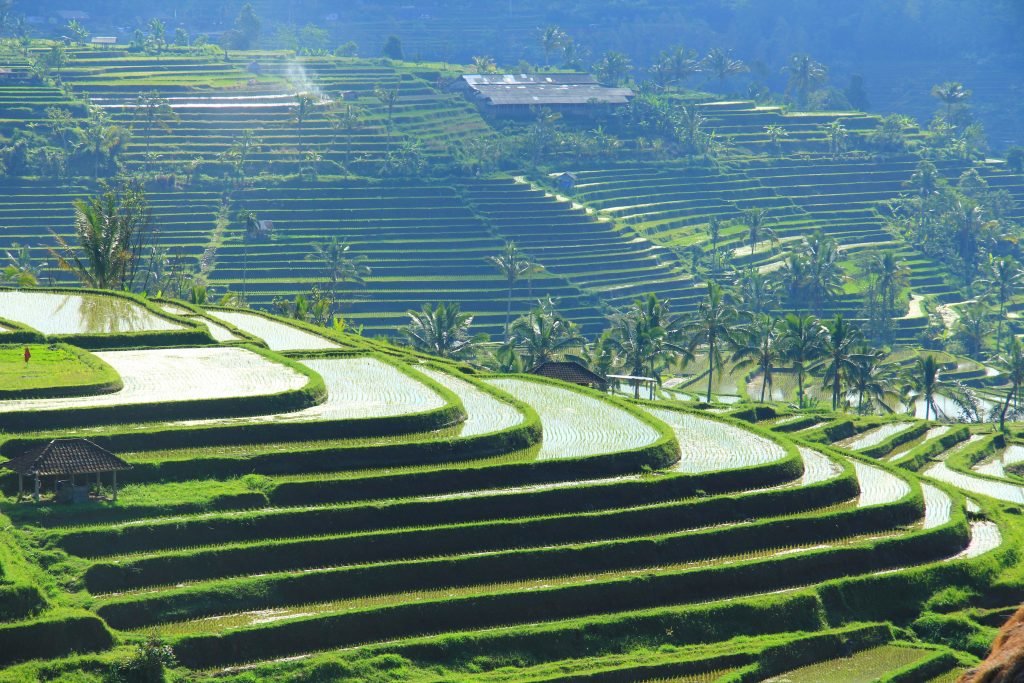 Рисовые террасы Бали