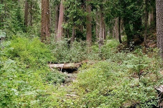 Широколиственные леса северной америки. Тайга хвойный бор непроходимая. Лесная чаща. Слайд лес. Чаща роща тайга бор.